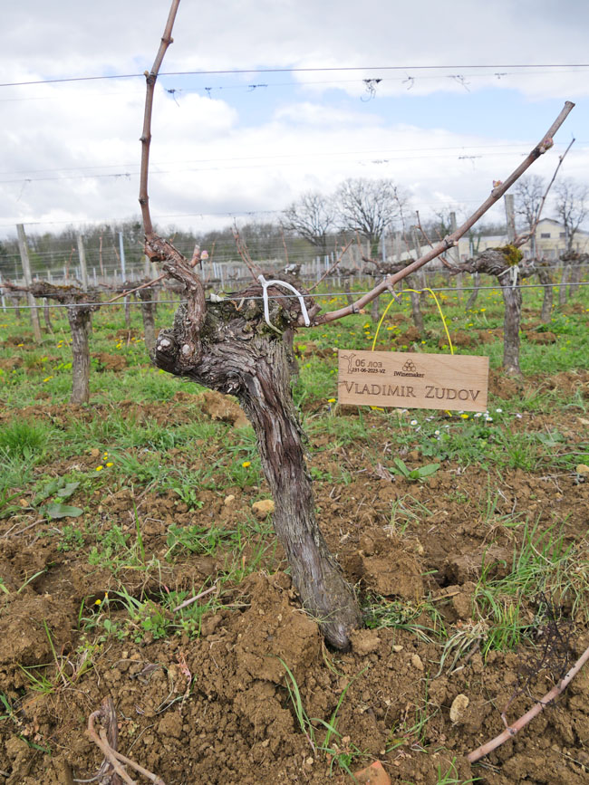 Виноградник на урожай